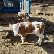 گوساله سیمتال قرمز جنس ماده