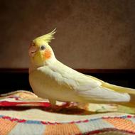 طوطی عروس زعفرانی