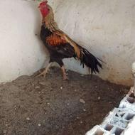 3عدد خروس لاری نوک جمع ،نژاد هندی ، افغان