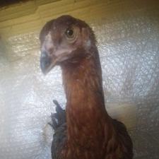 جوجه مرغ لاری