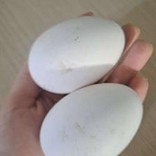 قوقاز لیندا