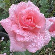 لطفا بخونید