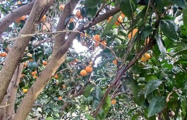 زعفرانیه 250متر 3 خواب برج