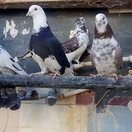 18عدد کبوتر پرشی زمانتی ساعت بالا