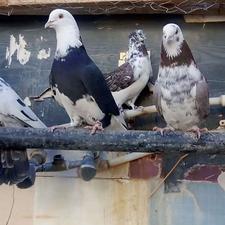 18عدد کبوتر پرشی زمانتی ساعت بالا