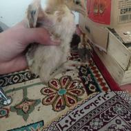 4 عدد جوجه لاری آس