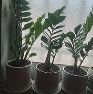 باباادم زاموفلیا و پرنده بهشتی