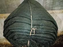 شید گلخانه در شیپور