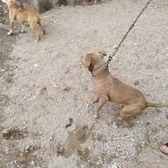 پیتبول هشت ماهه واگزاری