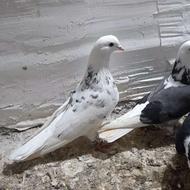 کبوتر تکپر گرو