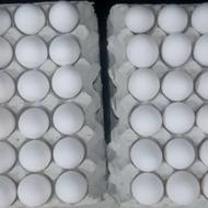 فروشگاه مرغ و تخم مرغ میلاد