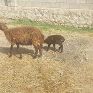 میش بردار بره نر