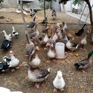 تخم نطفه دار حیوانات