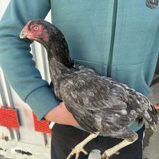 مرغ لاری طوسی