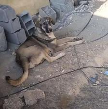 واگذاری سگ پژدر ماده