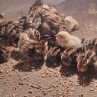 فروش 13 عدد بلدرچین دو روزه