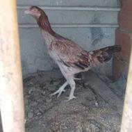 فروش ویا معاوضه مرغ لاری