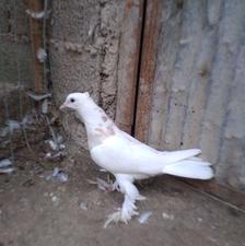 کبوتر طوقی آجری ماده فروشی