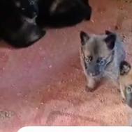 واگذاری توله مالینویز اصیل