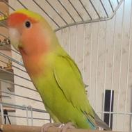 طوطی برزیلی