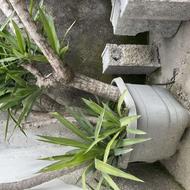 تعدادی گل یوگا