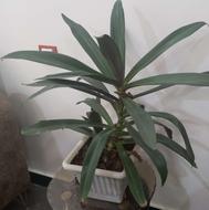 گل طبیعی سرحال