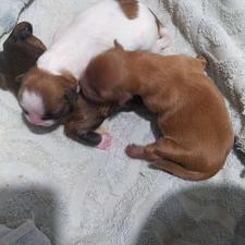 سه عدد توله شیتزو واگذار