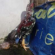 خروس لاری اصیل