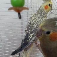 سه عدد عروس هلندی