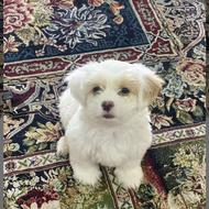 واگذاری سگ مالتیز پاکوتاه