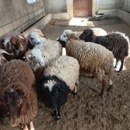 فروش بره نر چاق