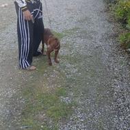 سگ پیتبول پیت بول شجره بالا واگذاری