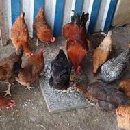 مرغ تخم میزاره