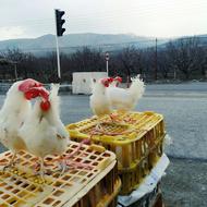 مرغ سفید تخمگذار 12ماهه