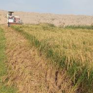 برنج کاظمی مشمپا درجه یک کاملا ارگانیک