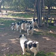 واگذاری توله سگ گله ای