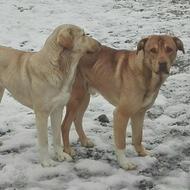 واگذاری سگ پڑدر نر وماده