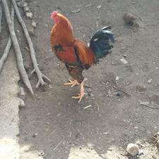 فروش یک عدد خروس