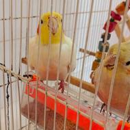 یک جفت عروس هلندی سخنگو