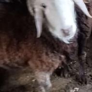گوسفند نر بره