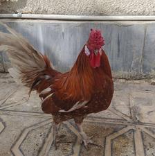 خروس چهل تاج خوشکل