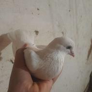 کبوتر ماده بغدادی پاپر