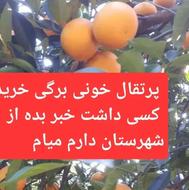 دو تن پرتقال خونی میخوام