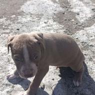 توله پیت بول یک ماه