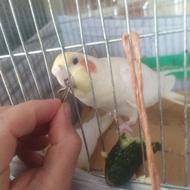 عروس هلندی جفت آماده تخم با قفس