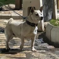 واگذاری سگ شیواوا شناسنامه در