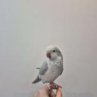 فروش طوطی راهب دستی