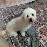 واگذاری سگ جابه جایی نمیشه نگهداری کنیم