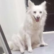 واگذاری یه سگ اشپیتز پامر ماده 2ساله