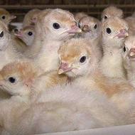 جوجه بوقلمون بیوتی 6یکروزه